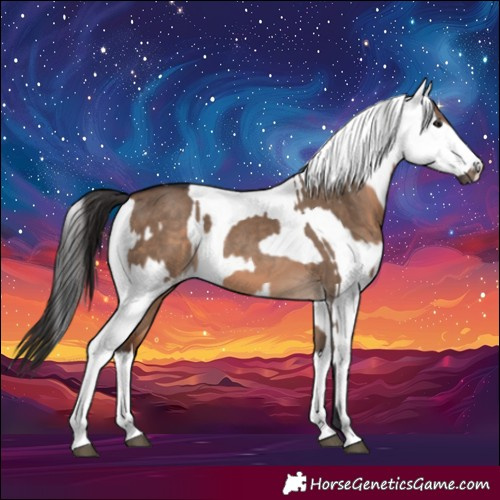 Horse Color:Brown Dun  and White Spotted Brown Dun 