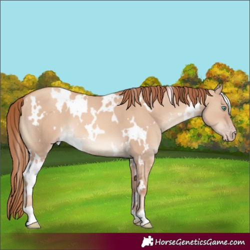 Horse Color:White Spotted Gold Champagne Dun