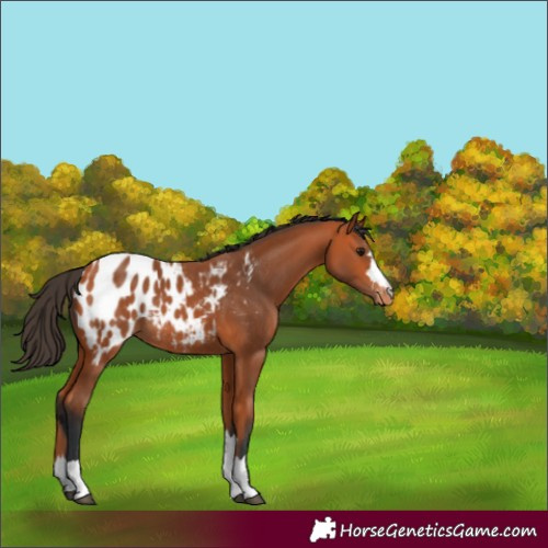 Horse Color:Bay Appaloosa Rabicano 