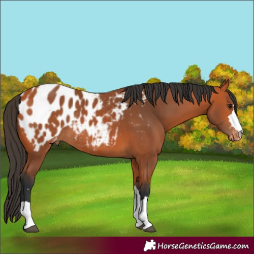 Horse Color:Bay Appaloosa Rabicano