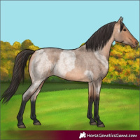 Horse Color:Bay Roan Dun  and Bay Roan Dun 