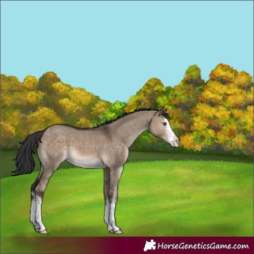 Horse Color:White Spotted Brown Dun 