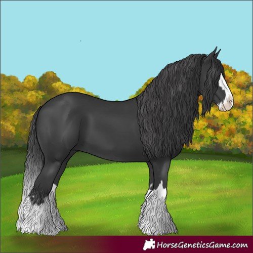 Horse Color:Black Splash 