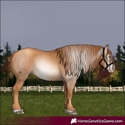 Horse Color:Gray Gold Champagne