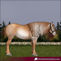 Horse Color:Gray Gold Champagne 