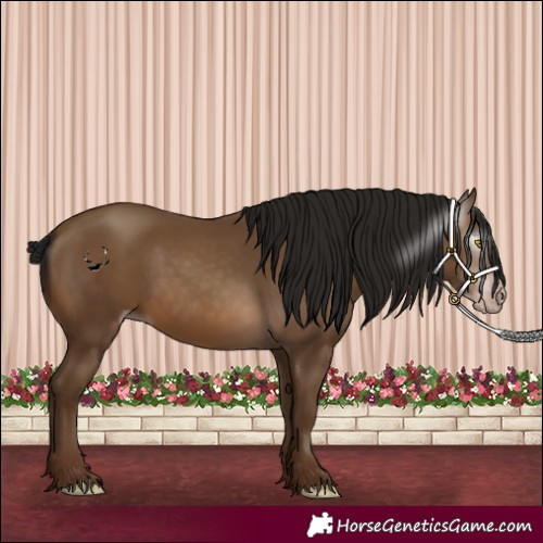 Horse Color:Gray Sable Champagne 