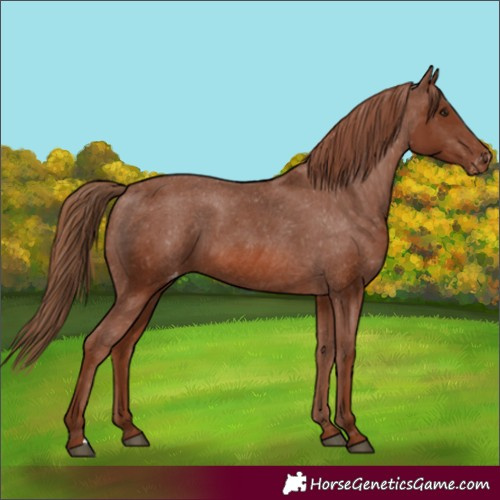 Horse Color:Chestnut Appaloosa 