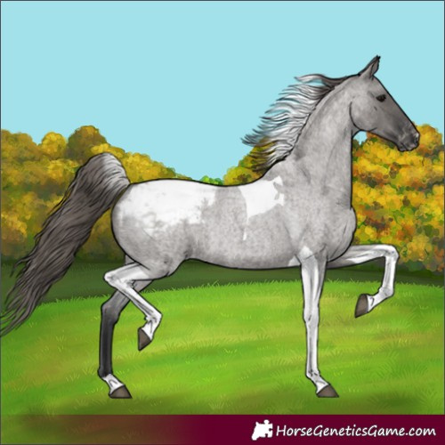 Horse Color:Grullo Roan Tobiano Snowcap Rabicano 