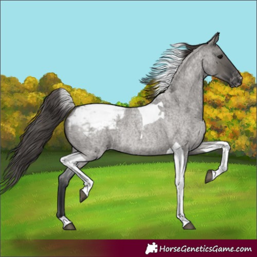 Horse Color:Grullo Roan Tobiano Appaloosa Rabicano