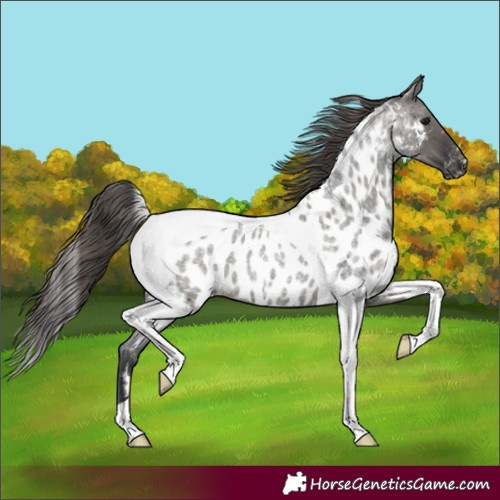 Horse Color:Grullo Roan Tobiano Appaloosa 