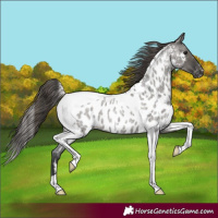 Horse Color:Grullo Roan Tobiano Appaloosa 
