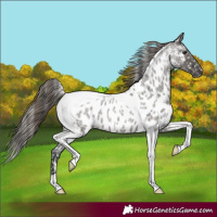 Horse Color:Grullo Roan Tobiano Appaloosa 