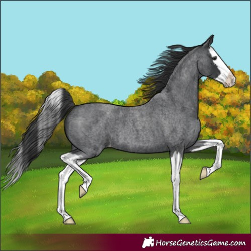 Horse Color:Blue Roan Splash Varnish 