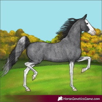Horse Color:Blue Roan Splash Appaloosa 