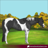 Horse Color:Black Tobiano Rabicano 