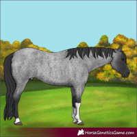 Horse Color:Blue Roan Tobiano Rabicano 