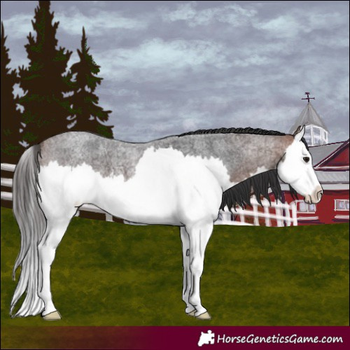 Horse Color:Bay Roan Splash
