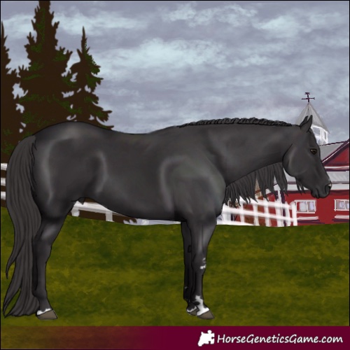 Horse Color:Smoky Black 