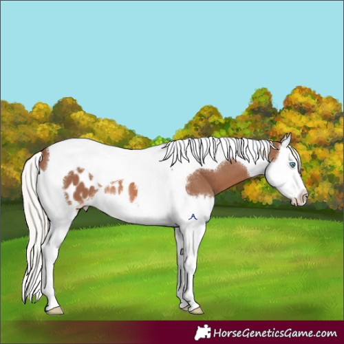 Horse Color:Chestnut Mushroom Splash Tobiano Appaloosa 