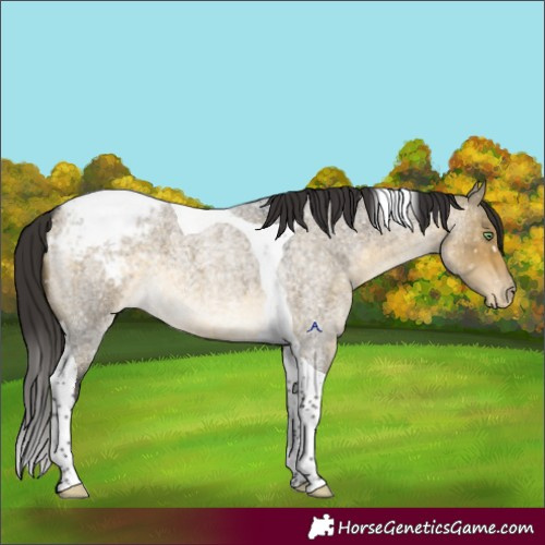 Horse Color:Buckskin Roan Dun Tobiano Appaloosa 