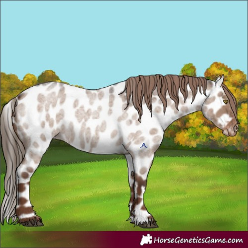Horse Color:Liver Red Dun Roan Appaloosa 