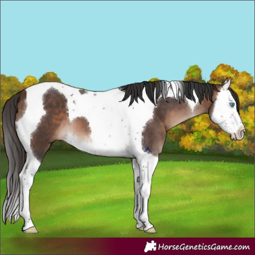 Horse Color:Bay Mushroom Splash Tobiano 