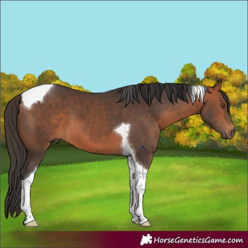 Horse Color:Bay Tobiano 