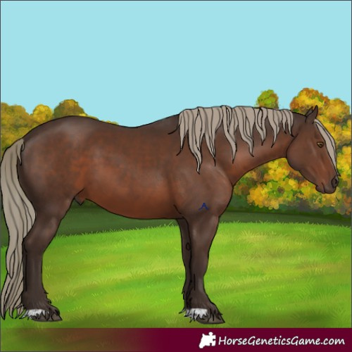 Horse Color:Liver Chestnut Mushroom 