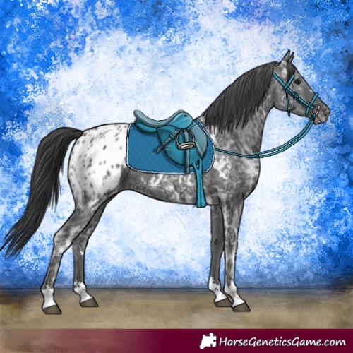 Horse Color:Black Ice Appaloosa 