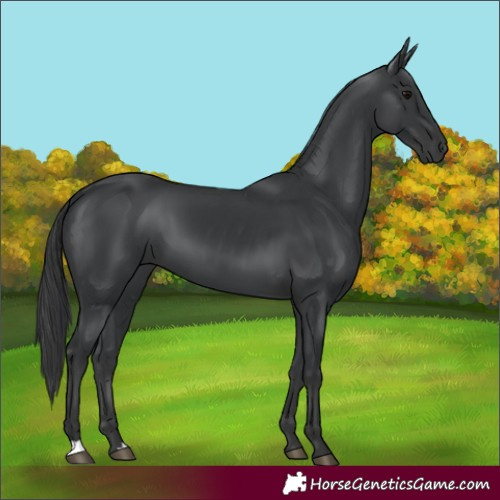 Horse Color:Black 