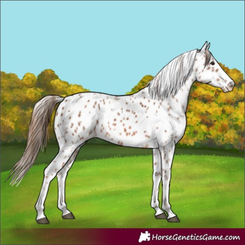 Horse Color:Chestnut Appaloosa 