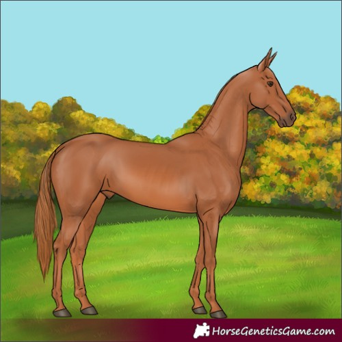 Horse Color:Chestnut 