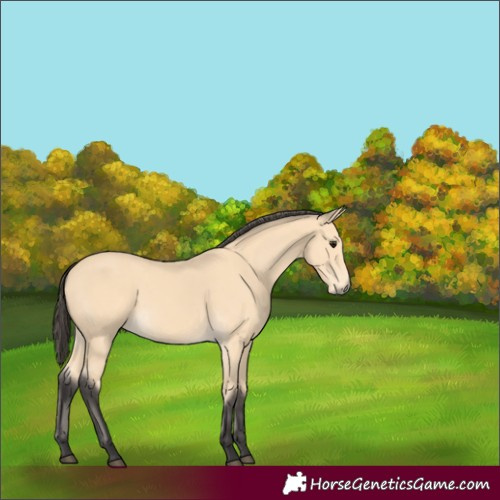 Horse Color:Buckskin 