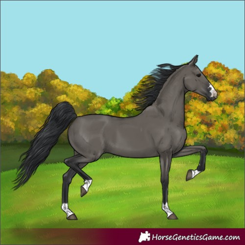 Horse Color:Grullo 