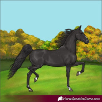 Horse Color:Smoky Black