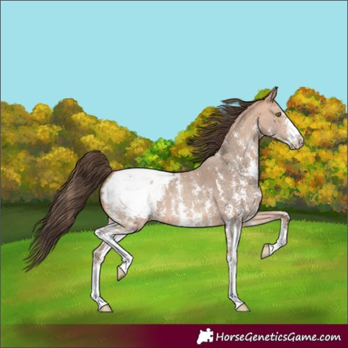 Horse Color:Amber Champagne Sabino Snowcap 