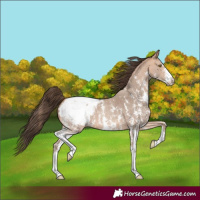 Horse Color:Amber Champagne Sabino Snowcap 