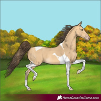 Horse Color:Amber Cream Champagne Tobiano 