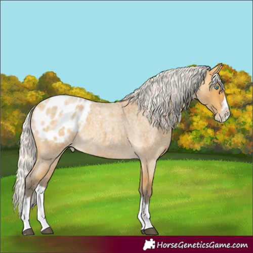 Horse Color:Silver Buckskin Roan Splash Appaloosa Rabicano