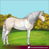 Horse Color:Gray Silver Buckskin Dun Tobiano Frame Appaloosa Rabicano 
