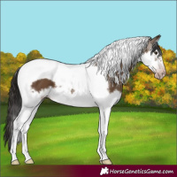 Horse Color:Gray Classic Champagne Splash Tobiano Frame Appaloosa
