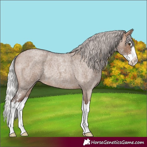 Horse Color:Silver Brown Roan Dun Sabino Splash Rabicano 
