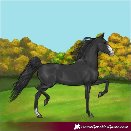 Horse Color:Black Sabino 