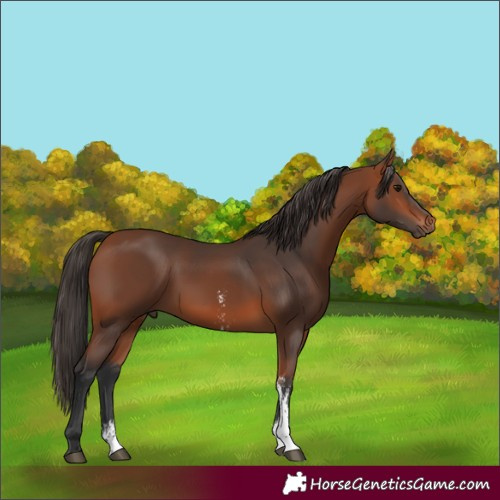Horse Color:Bay Sabino 