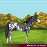 Horse Color:Black Sabino Appaloosa 