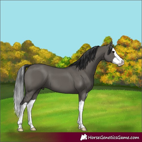 Horse Color:Grullo Splash 