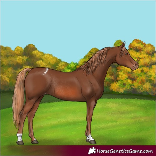 Horse Color:Chestnut Appaloosa Rabicano 