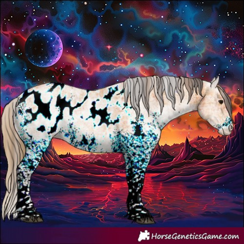 Horse Color:Plaid  White Spotted Bay Appaloosa 