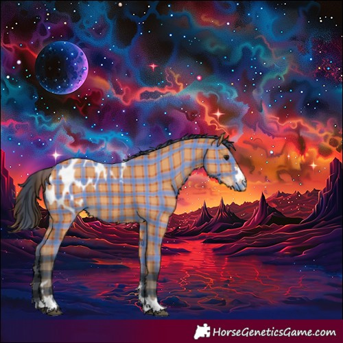 Horse Color:Plaid Bay Appaloosa