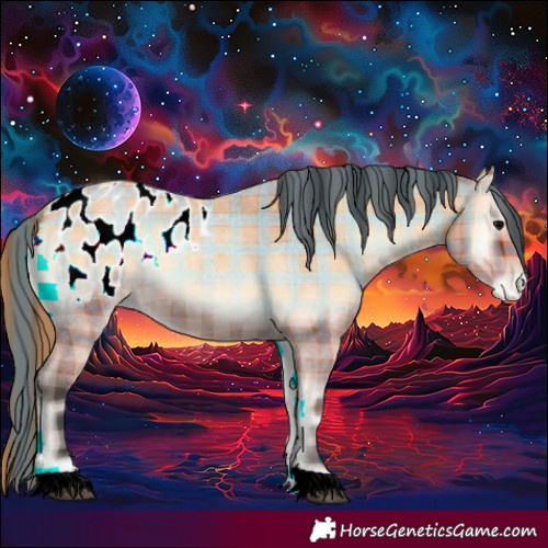 Horse Color:Plaid Bay Roan Onyx Appaloosa